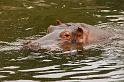dierentuin emmen_1160